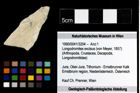 Foto (Objekt + Etiketten) von Longodromites excisus (von Meyer, 1857) 